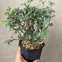 センナ メリディオナリス2