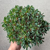 ユーフォルビア ギラウミニアナ9