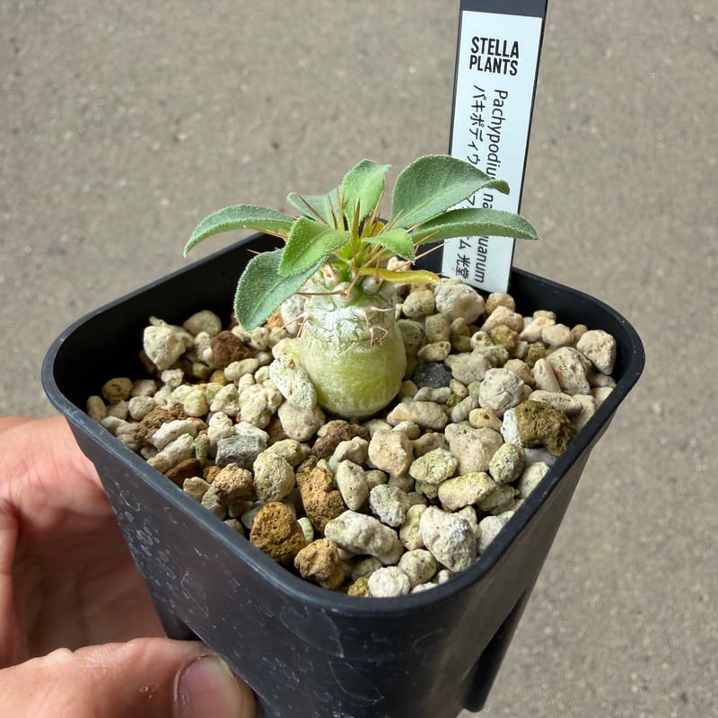 パキポディウム ナマクアナム 光堂2 | STELLA.PLANTS