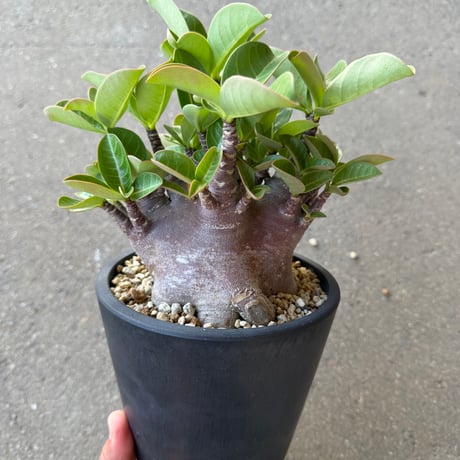 アデニウム アラビカム ブラックスキン1