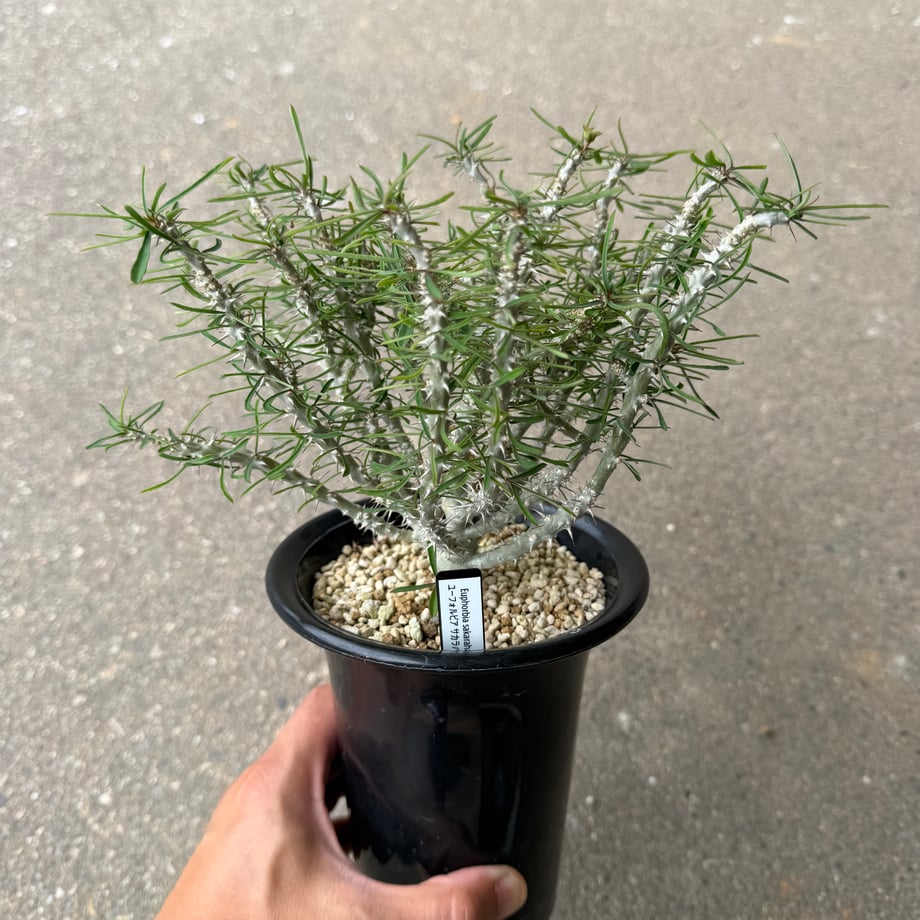 6a530287e99ff9a45505ef93