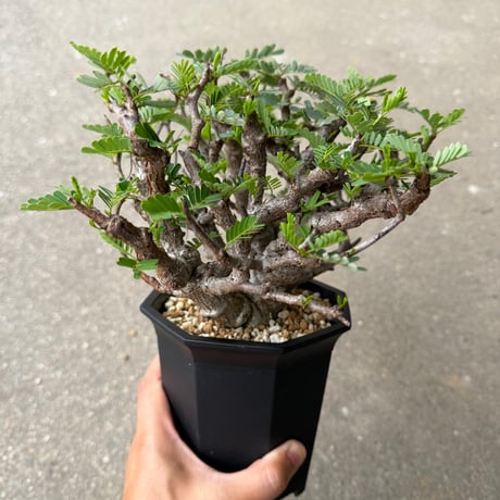 センナ メリディオナリス1