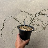 デカリア マダガスカリエンシス 5