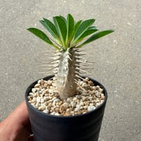 ユーフォルビア ギラウミニアナ5
