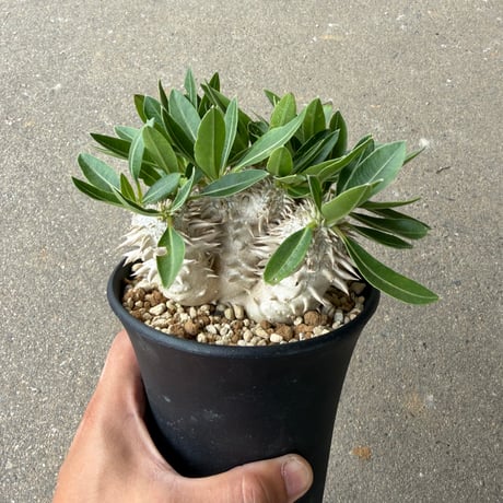 パキポディウム 恵比寿大黒 5