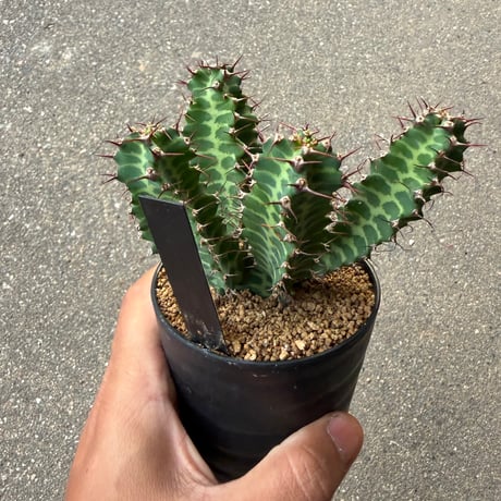 ユーフォルビア ノベリー 5