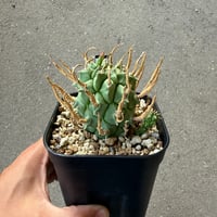 ユーフォルビア スコエランディ 闘牛角 1