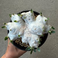 パキポディウム 恵比寿笑い