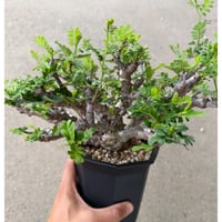 センナ メリディオナリス4