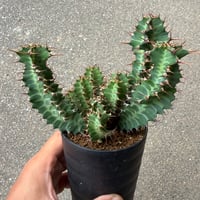 ユーフォルビア ノベリー 3