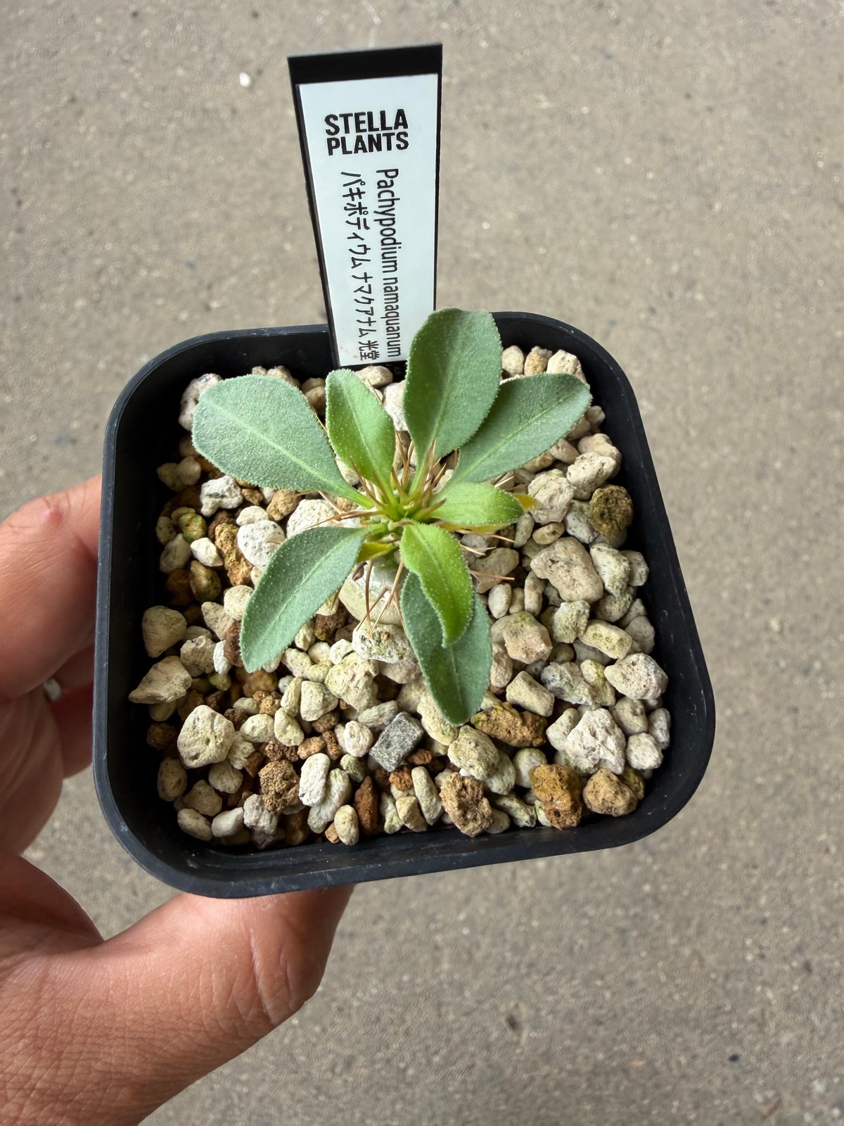 パキポディウム ナマクアナム 光堂 2株セット パキポディウム ナマクアナム 光堂2 | STELLA.PLANTS