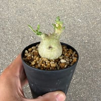 プテロディスカス マカチニエンシス1
