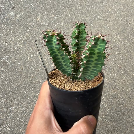 ユーフォルビア ノベリー 5