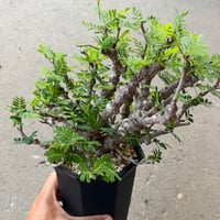 センナ メリディオナリス8