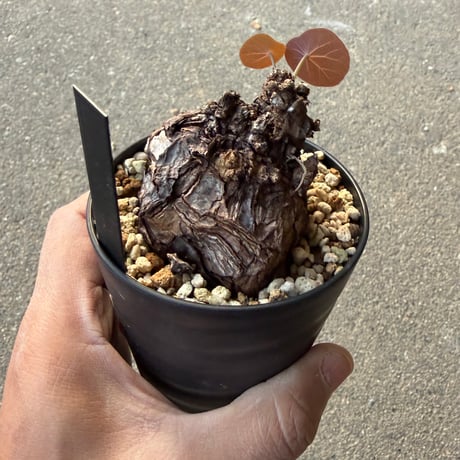 ステファニア カウィーサキー5