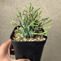 ユーフォルビア スコエランディ 闘牛角3
