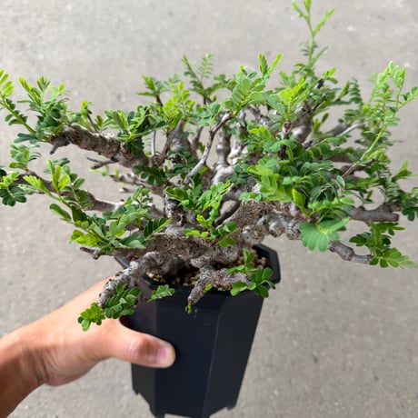センナ メリディオナリス4