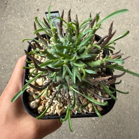 ユーフォルビア スコエランディ 闘牛角5