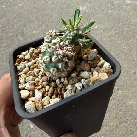 ユーフォルビア トム