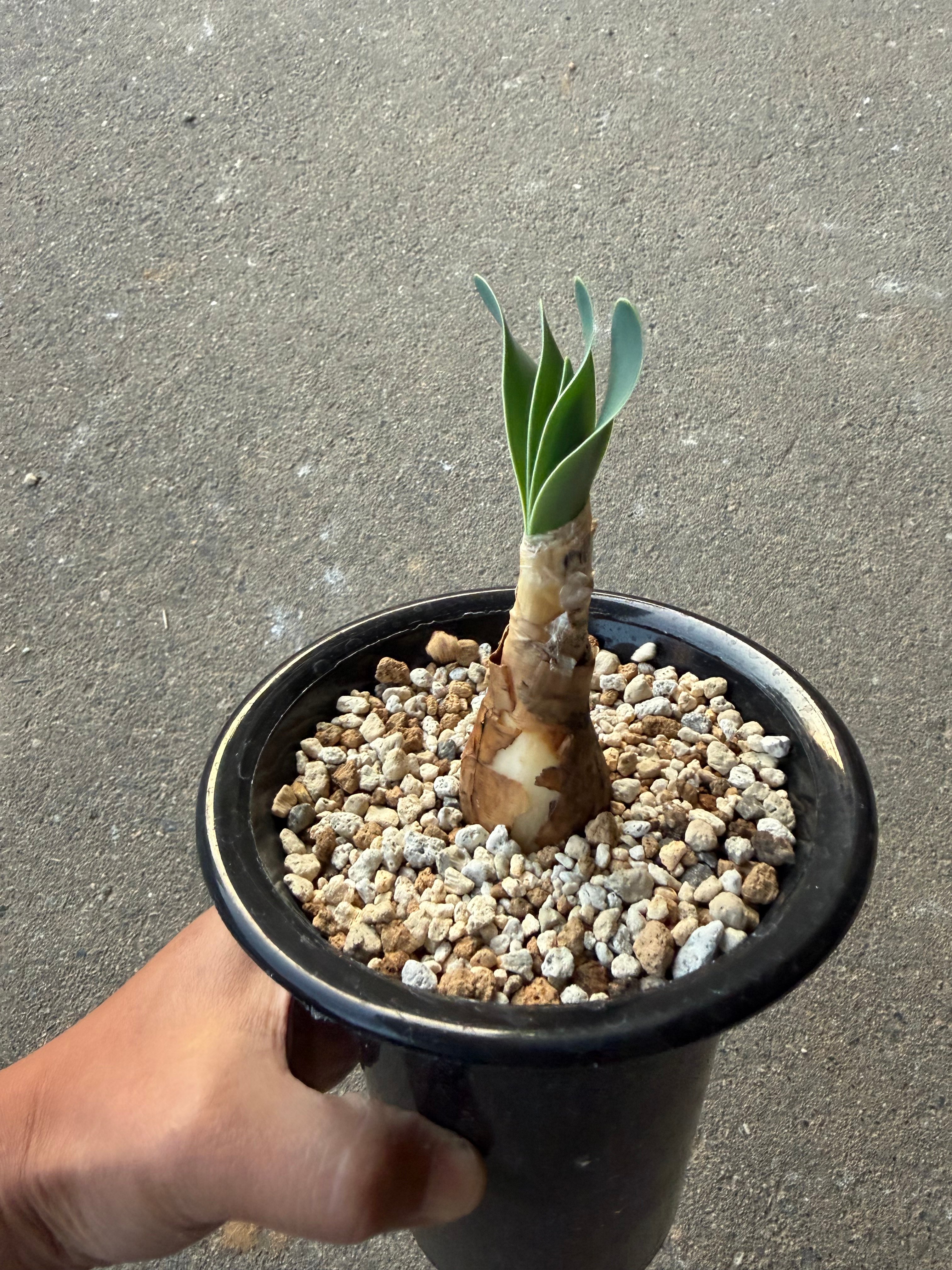 ブーファン ハエマンソイデス1 | STELLA.PLANTS