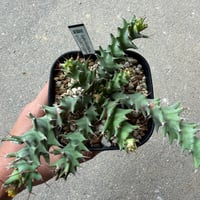ユーフォルビア トルチラマ 3