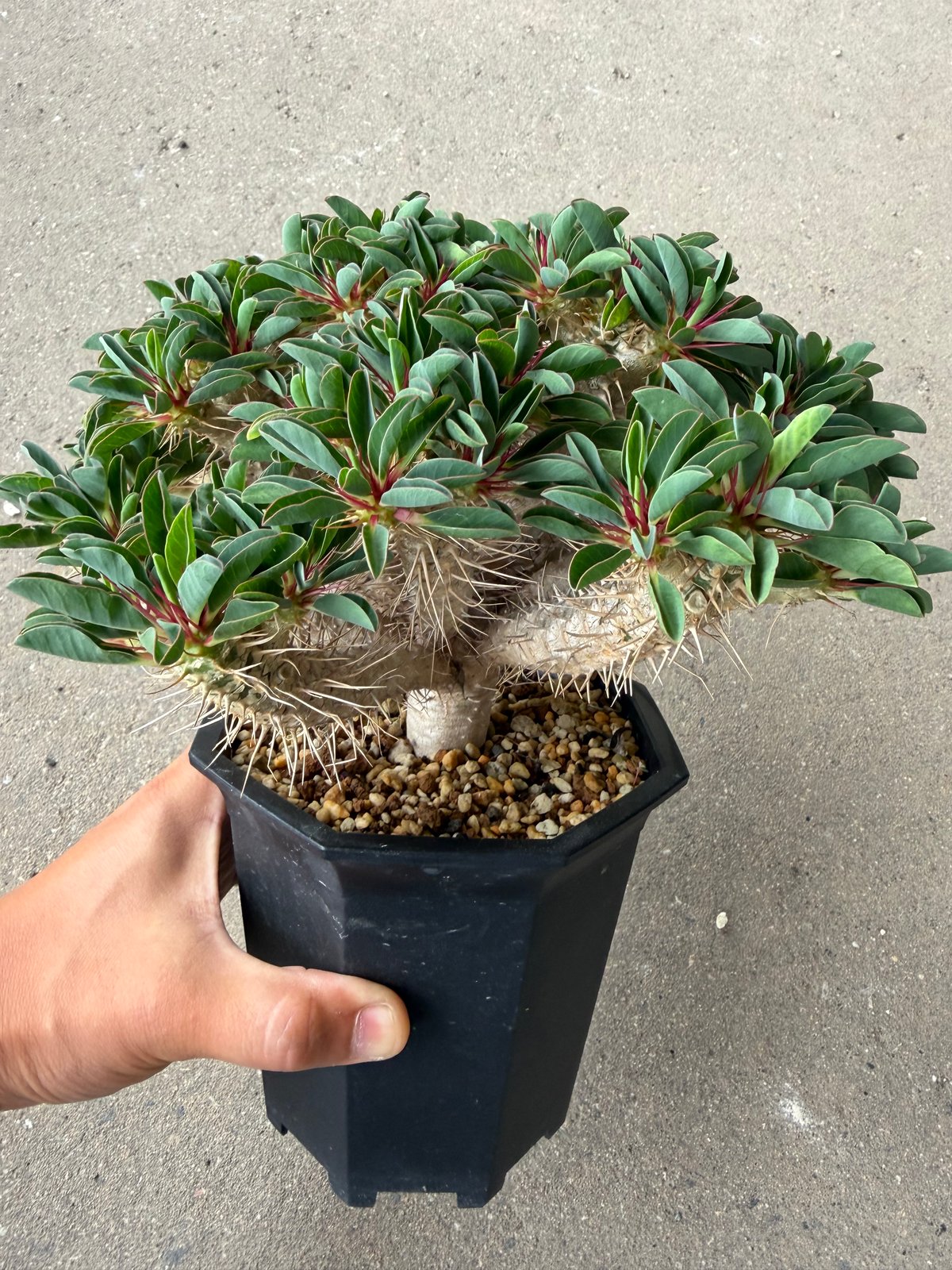 ユーフォルビア ギラウミニアナ8 | STELLA.PLANTS