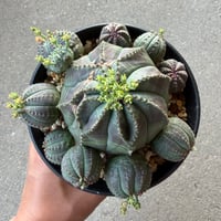 ユーフォルビア 仔吹オベサ1