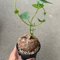 ステファニア スベローサ5