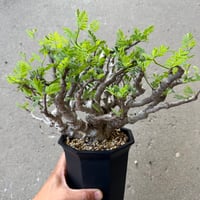 センナ メリディオナリス6