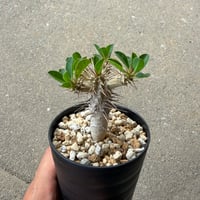 ユーフォルビア ギラウミニアナ7