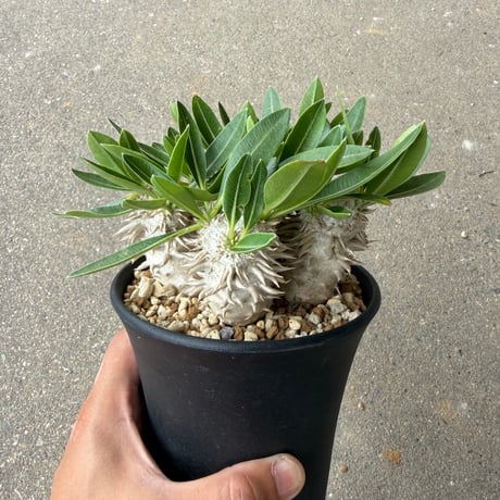 パキポディウム 恵比寿大黒 5