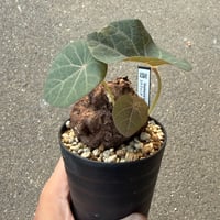 ステファニア カウィーサキー