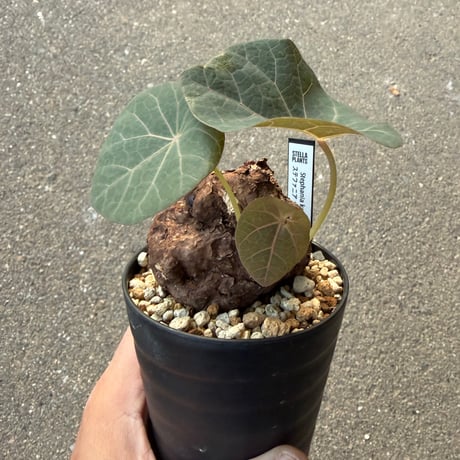 ステファニア カウィーサキー