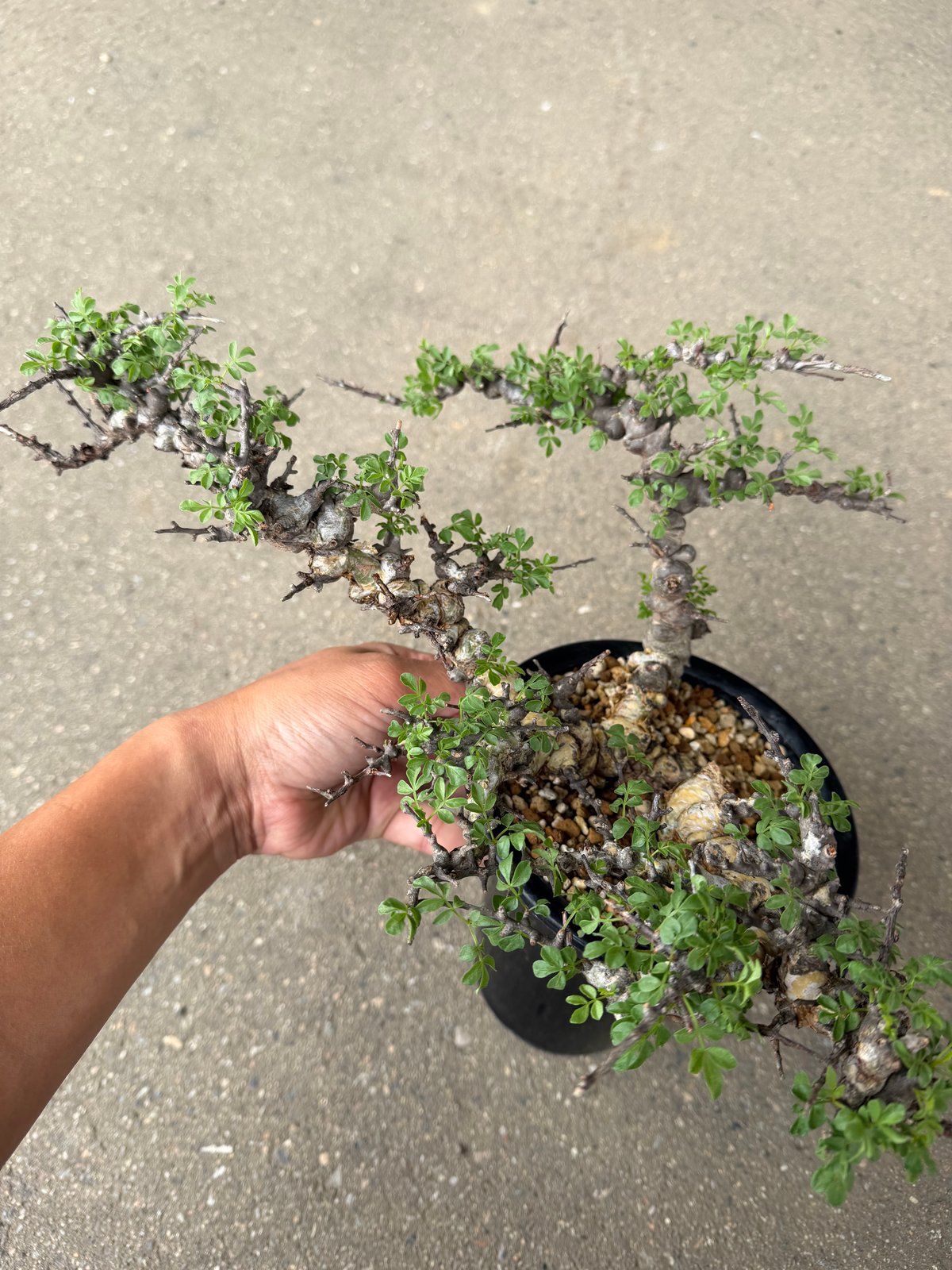 コミフォラ エイル | STELLA.PLANTS