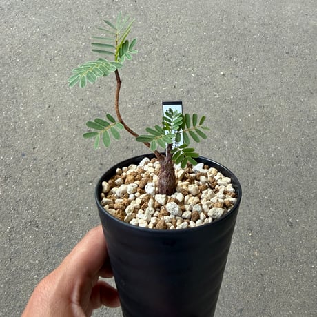 センナ メリディオナリス2