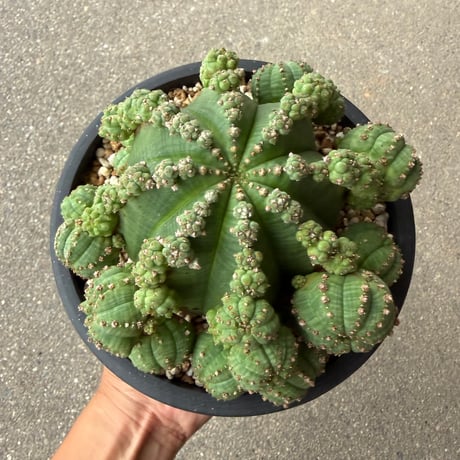 ユーフォルビア 仔吹シンメトリカ