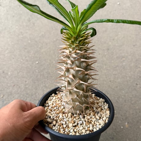 パキポディウム アンボンゲンセ3