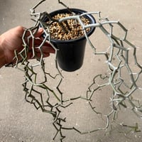 デカリア マダガスカリエンシス 3