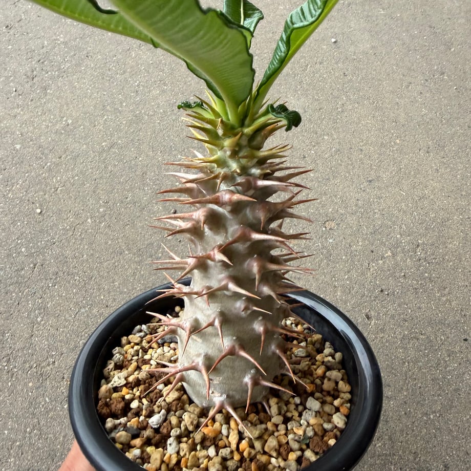 6a91478379443d1f5c28e849