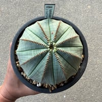 ユーフォルビア オベサ1  大株オス株