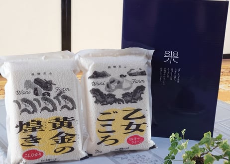 【事前予約】令和8年産飛騨こしひかり 黄金の煌き2kg+乙女ごころ2kg（真空パック）　＜贈答用化粧箱入り＞