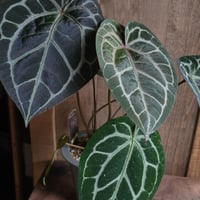 アンスリウム ミシェル（Anthurium 'Michelle'）｜DocBlock血統