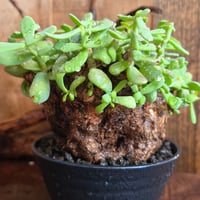 ケラリア・ピグマエア（Ceraria pygmaea）