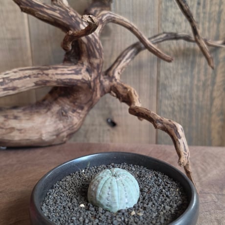 Euphorbia obesa "weisse haut"　白肌オベサ