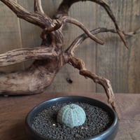 Euphorbia obesa "weisse haut"　白肌オベサ