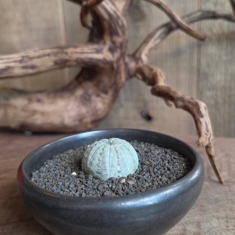 Euphorbia obesa "weisse haut"　白肌オベサ