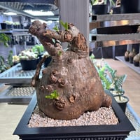 パキポディウム　サンデルシー× plantsgreed