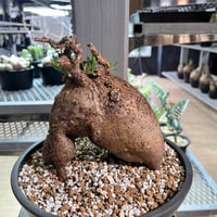 パキポディウム　ビスピノーサム3