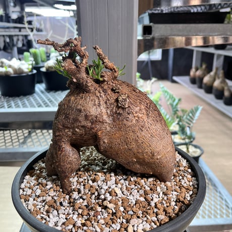 パキポディウムビスピノーサム | STORES