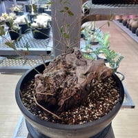 発根済　オールドオリーブ3